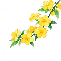 插画风格迎春花枝条
