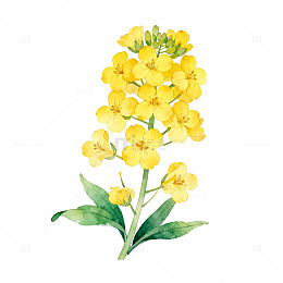 水彩油菜花插画素材