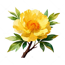 水彩黄牡丹花卉插画素材