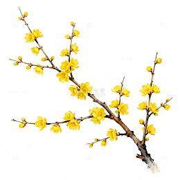 迎春花枝手绘图