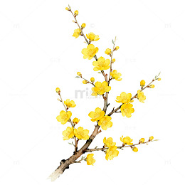 水彩迎春花手绘插画