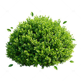 透明背景绿色灌木插画