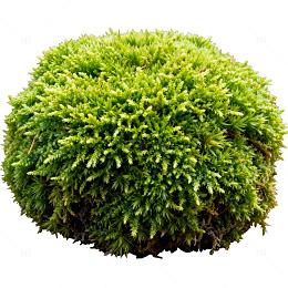 绿色苔藓球景观园艺装饰