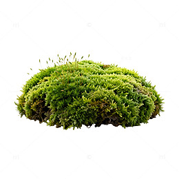 绿色苔藓球体自然装饰