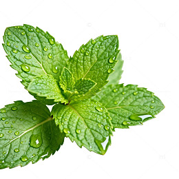 清新薄荷叶露珠特写