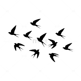 黑白飞鸟剪影图案