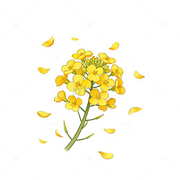 油菜花插画素材