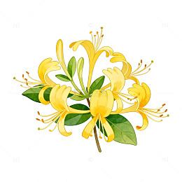 黄色金银花花束插画素材