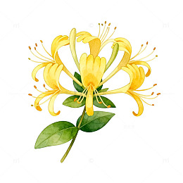 金黄色金银花花卉插图