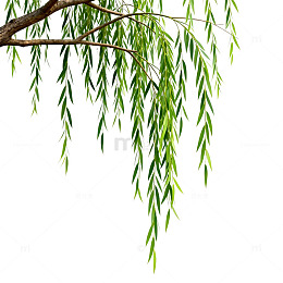 柳枝绿意盎然自然风景图