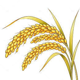 稻田稻穗插画素材