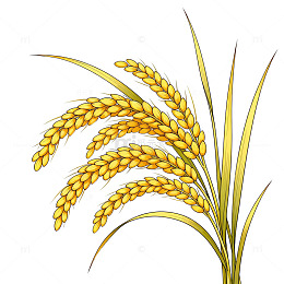 手绘风格金黄色稻谷插画