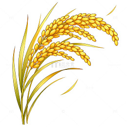 手绘金黄色水稻插画元素