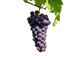 葡萄园成熟紫葡萄特写