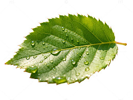 清新绿叶露珠特写