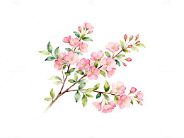 水彩海棠花枝条插画