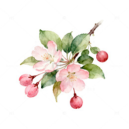 水彩花卉植物插画素材