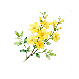水彩花卉迎春花插画素材