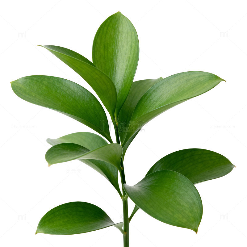 绿色植物叶子特写