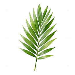 清新绿叶植物插画设计素材