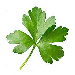 绿色植物叶脉特写