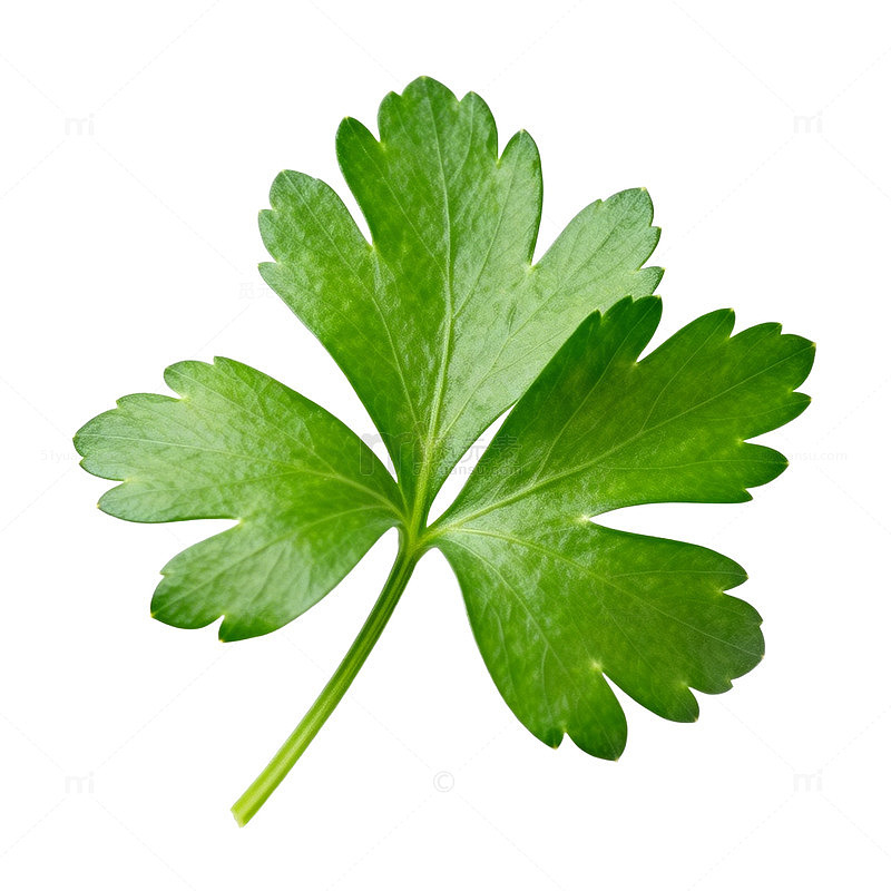 绿色植物叶脉特写