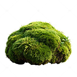 绿意盎然苔藓球装饰