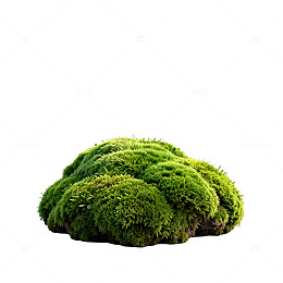 绿色苔藓植物特写