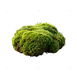 绿色苔藓球景观装饰素材