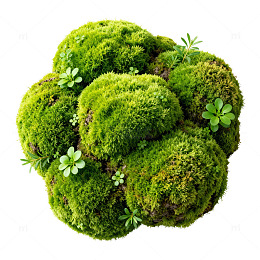 绿色苔藓球自然景观
