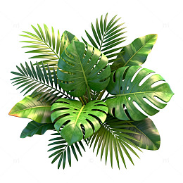 热带植物盆栽设计素材