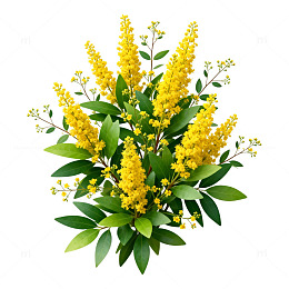 清新黄花植物插画素材