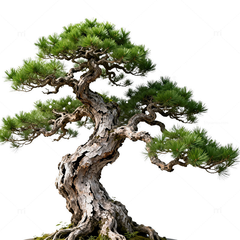 盆景艺术松树造型展示