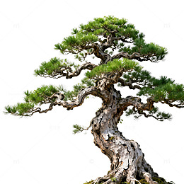 古典松树盆景艺术