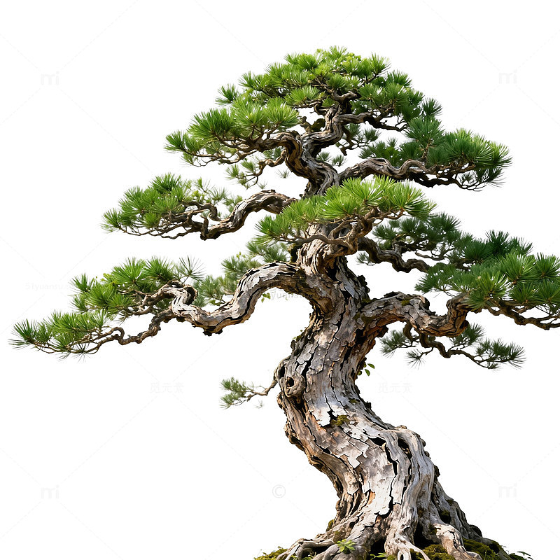古典松树盆景艺术