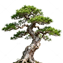 盆景艺术松树造型欣赏