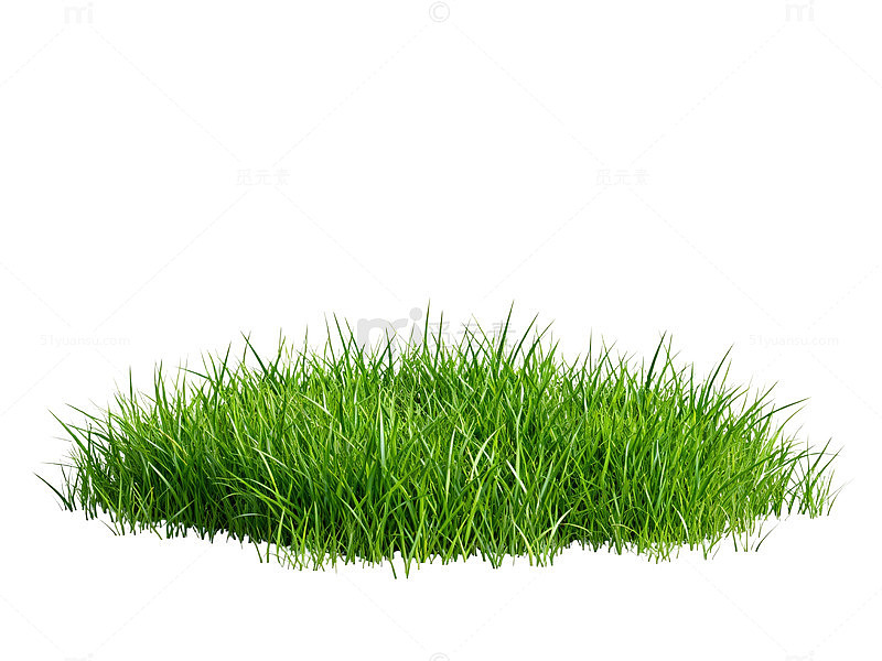 绿草生机勃勃自然景象