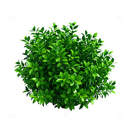 3D绿化植物模型