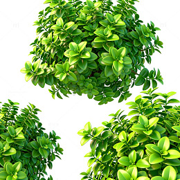 绿色灌木植物素材集