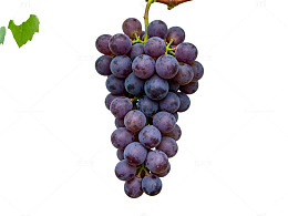葡萄园紫色葡萄丰收景象