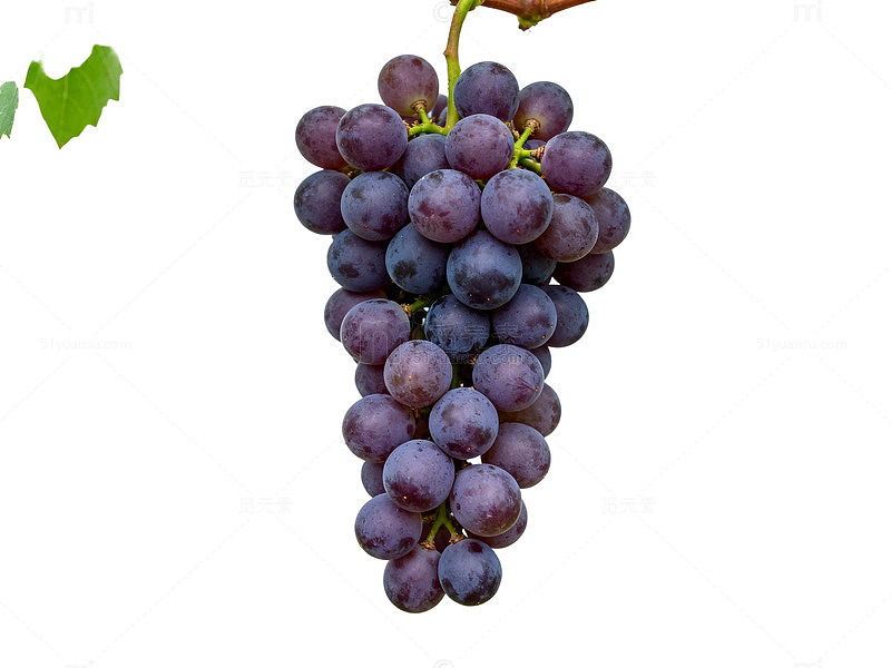 葡萄园紫色葡萄丰收景象