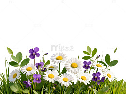 清新野花草地风景图