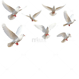白鸽飞翔透明背景图