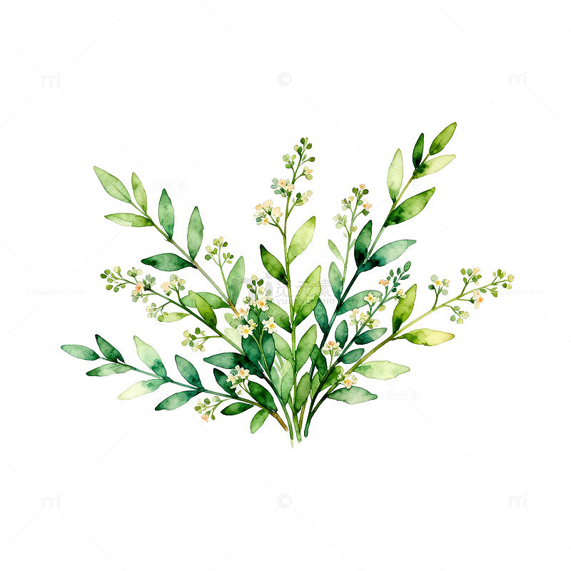 水彩植物插画
