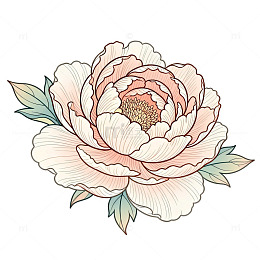 手绘牡丹花插画素材