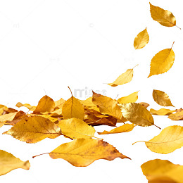 秋日金黄落叶飞舞