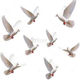 白鸽飞翔素材集