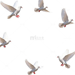 白鸽飞翔边框设计素材
