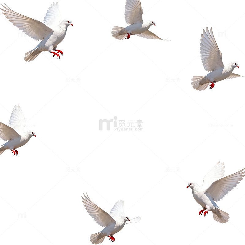 白鸽飞翔边框设计素材