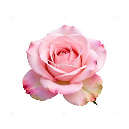 粉色玫瑰花透明背景素材